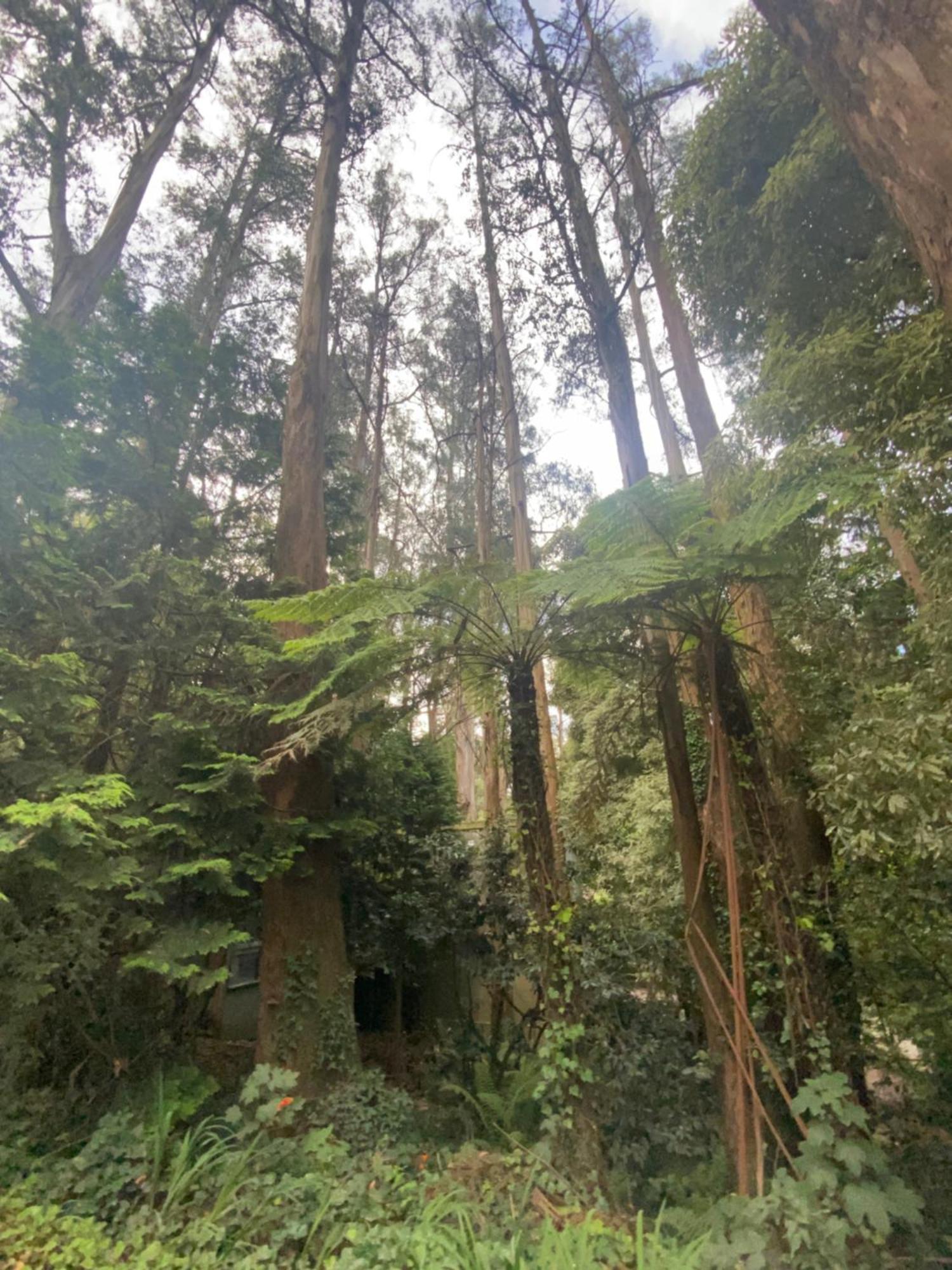 Sassafras Treehouse Private Home In The Dandenong Ranges, Victoria Buitenkant foto