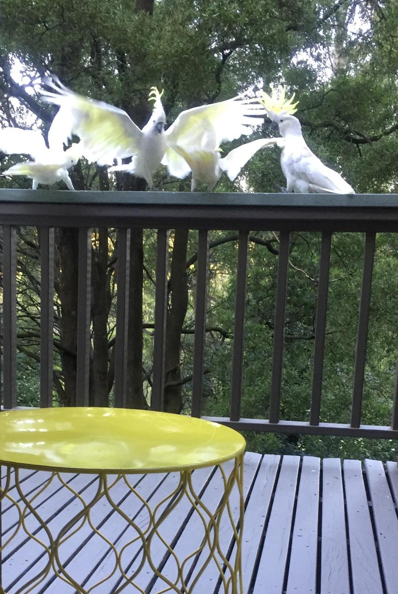 Sassafras Treehouse Private Home In The Dandenong Ranges, Victoria Buitenkant foto